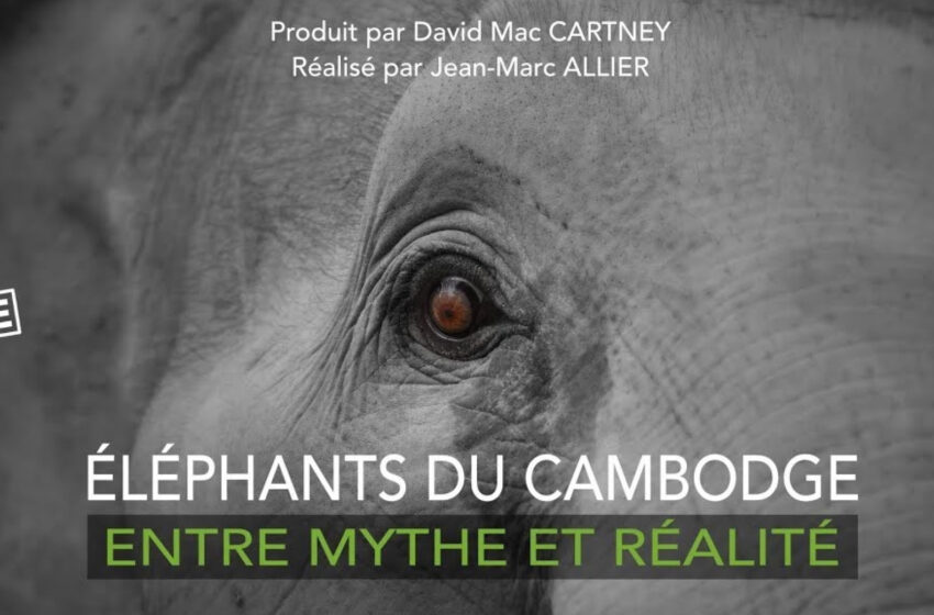  Film & Table-ronde | Éléphants du Cambodge, entre mythe et réalité